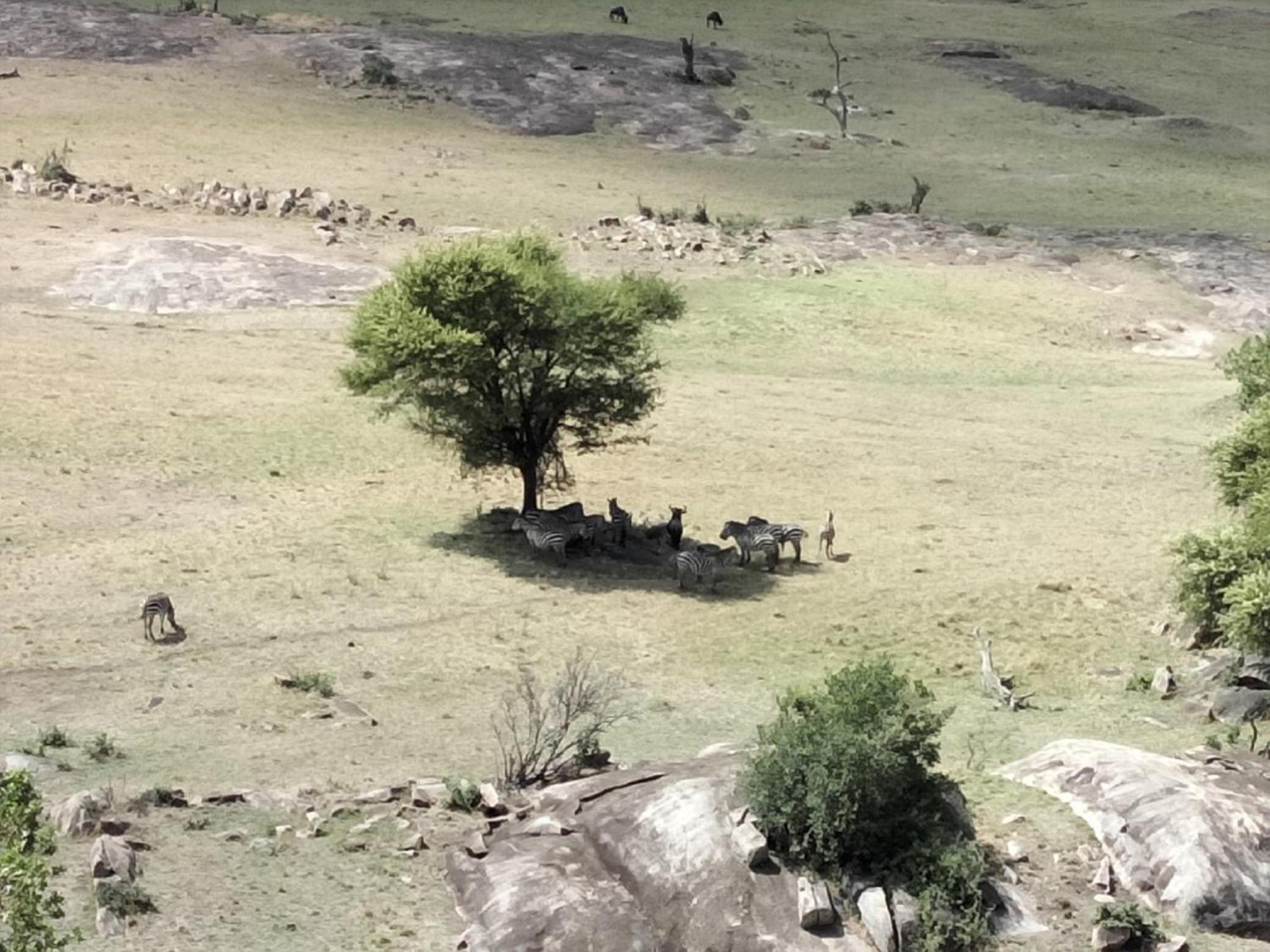 Lobo Wildlife Lodge Serengeti Exterior photo